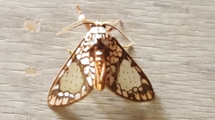 Azatrephes paradisea