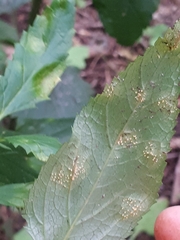 Uromyces scrophulariae