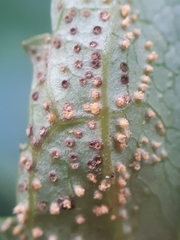 Uromyces scrophulariae