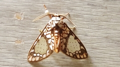 Azatrephes paradisea