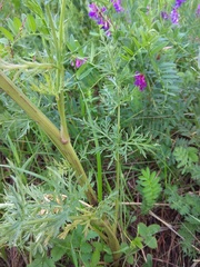 Aulacospermum anomalum