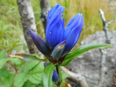 Gentiana triflora