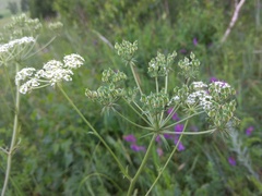 Aulacospermum anomalum