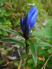 Gentiana triflora