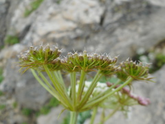 Peucedanum elegans