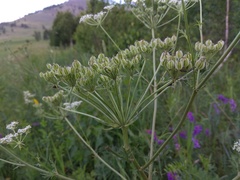 Aulacospermum anomalum