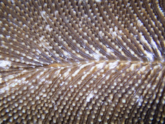 Ctenactis echinata