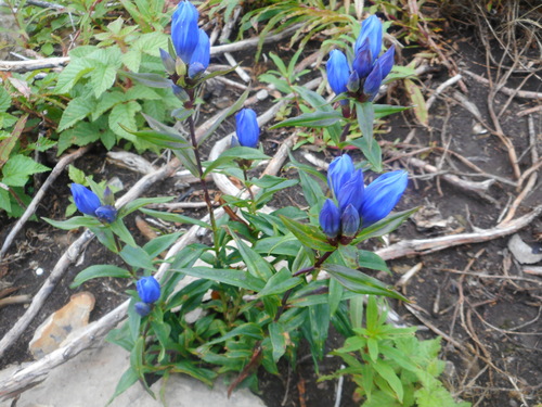 Image of Gentiana triflora by (c) Eugene Popov, some rights reserved (CC BY)