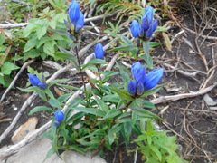 Gentiana triflora