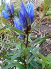Gentiana triflora