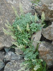 Artemisia lagocephala