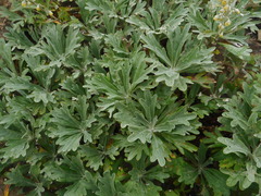Artemisia lagocephala