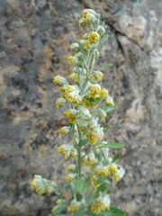 Artemisia lagocephala