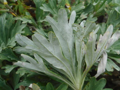 Artemisia lagocephala