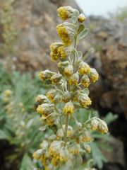 Artemisia lagocephala