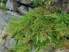 Microbiota decussata