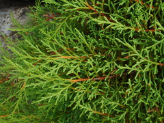 Microbiota decussata