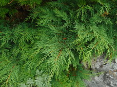 Microbiota decussata