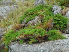 Microbiota decussata