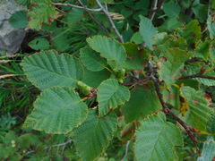 Alnus mandschurica