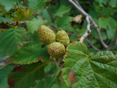 Alnus mandschurica