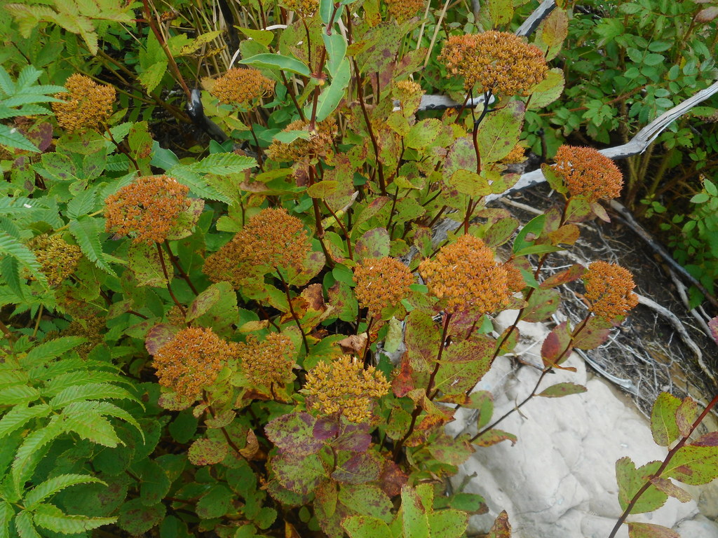 Spiraea betulifolia, Shkotovskiy rayon, Primor'ye, Russia