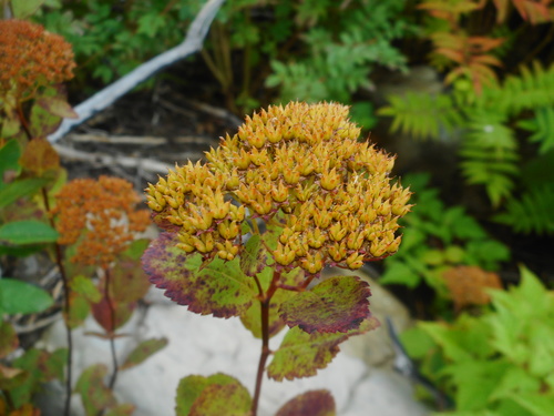Spiraea betulifolia