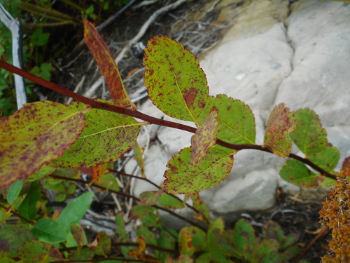 Spiraea betulifolia