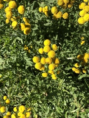 Tanacetum vulgare