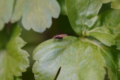 Poecilohetaerus aquilus