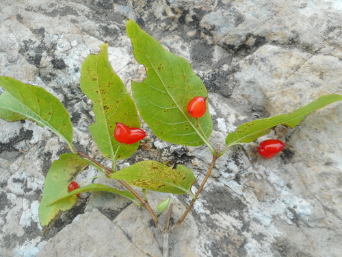 Lonicera maximowiczii