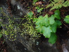 Micranthes oblongifolia