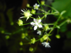Micranthes oblongifolia