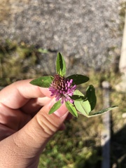 Trifolium medium