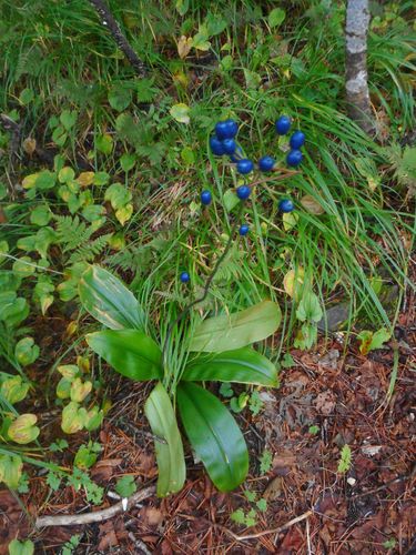 Image of Clintonia udensis by (c) Eugene Popov, some rights reserved (CC BY)