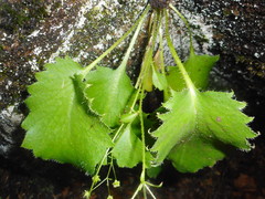 Micranthes oblongifolia