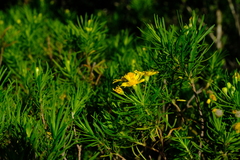 Euryops linearis
