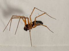 Tenuiphantes