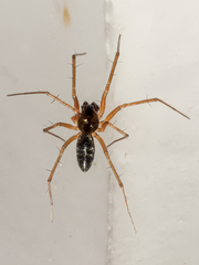 Tenuiphantes