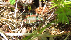 Cicindela limbalis