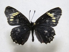 Chlosyne melanarge