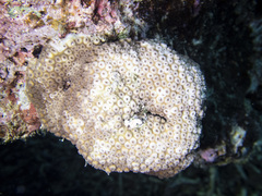 Cyphastrea serailia