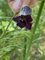 Clematis hirsutissima