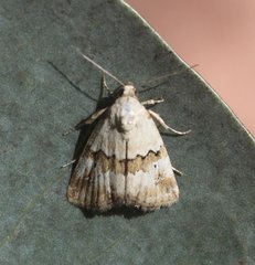 Maliattha ritsemae