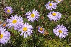 Brachyscome rigidula