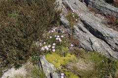 Brachyscome rigidula