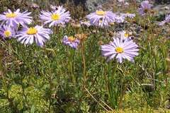 Brachyscome rigidula