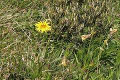 Microseris lanceolata