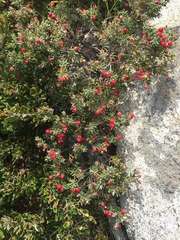 Acrothamnus