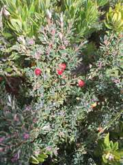 Acrothamnus